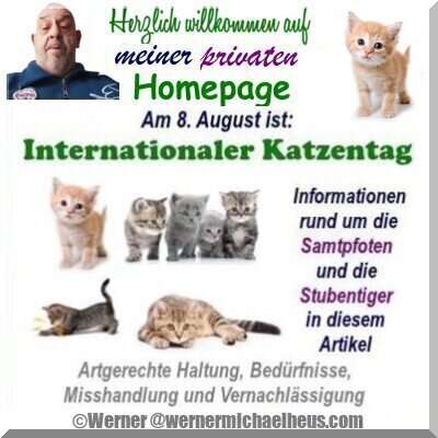 Internationaler Katzentag 2022